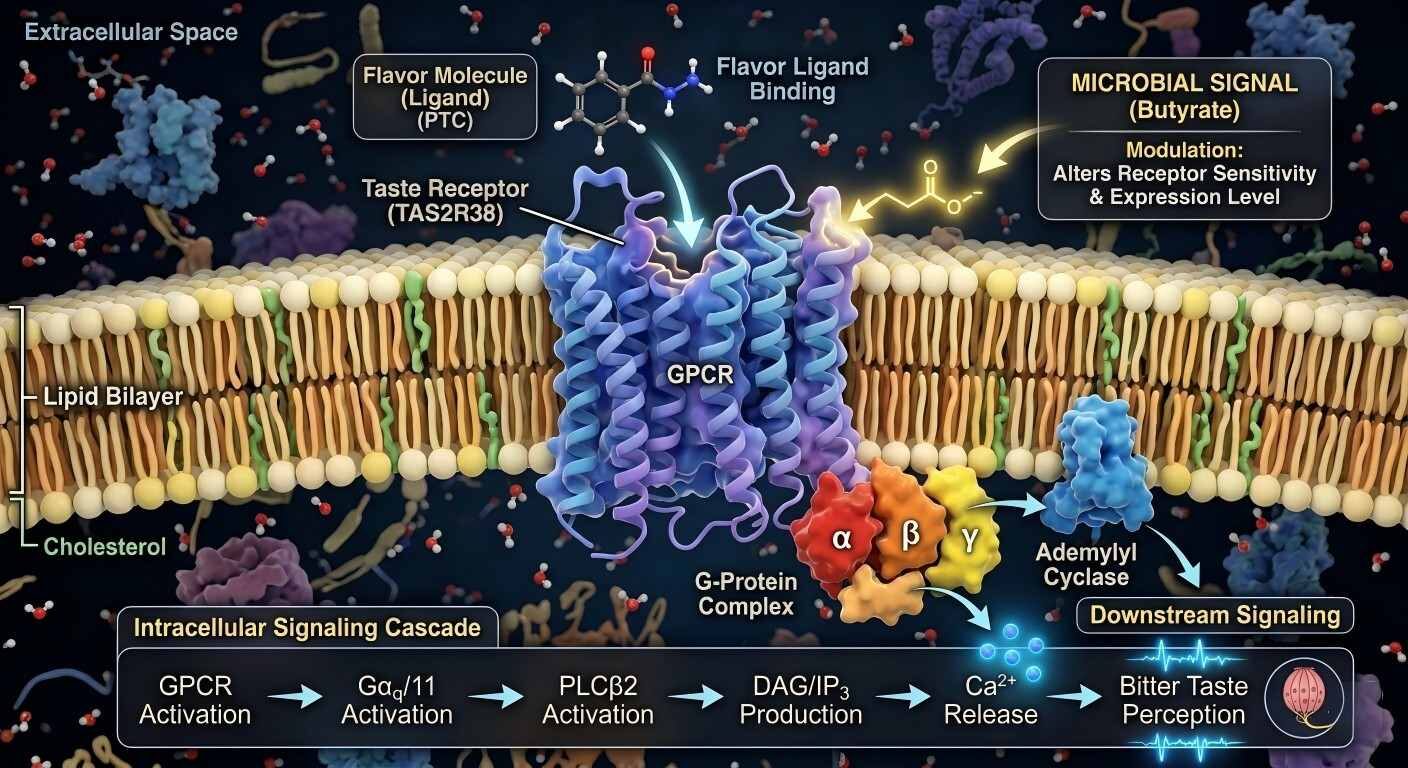 技术 3D 渲染图显示风味分子对接至 GPCR，并受到丁酸盐等微生物信号的调节。